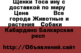 Щенки Тоса-ину с доставкой по миру › Цена ­ 68 000 - Все города Животные и растения » Собаки   . Кабардино-Балкарская респ.